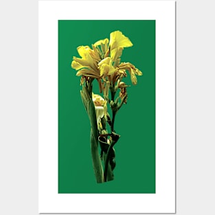 Cannas - Closeup of Yellow Canna Posters and Art